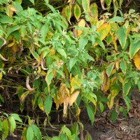 Himalayan knotweed